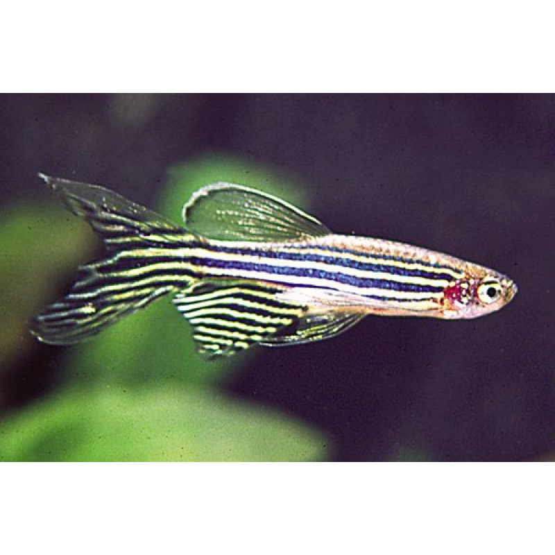 Zebra danio sluier 3-3,5cm
